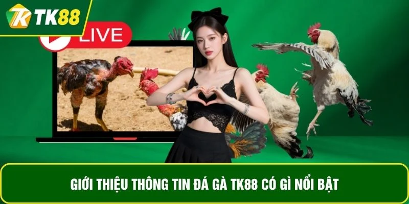Giới thiệu thông tin đá gà TK88 có gì nổi bật